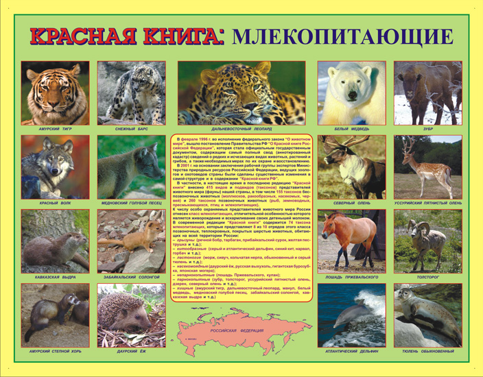 СТЕНДЫ ПО БИОЛОГИИ / Красная книга России: млекопитающие.