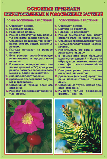 Основные признаки покрытосеменных и голосеменных растений