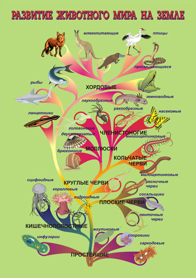 Презентация историческое развитие животного мира на земле