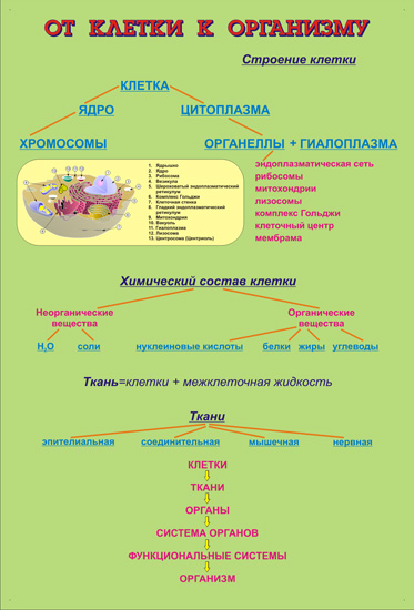 От клетки к организму